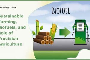 Biofuels: Why *This* Renewable Energy Source Matters Renewable Energy Solutions for a Sustainable Future | Clean & Green Power Biofuels: Why *This* Renewable Energy Source Matters | Renewable Energy Solutions for a Sustainable Future | Clean & Green Power