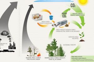 Does Renewable Energy Really Release CO2? A Deep Dive Renewable Energy Solutions for a Sustainable Future | Clean & Green Power Does Renewable Energy Really Release CO2? A Deep Dive | Renewable Energy Solutions for a Sustainable Future | Clean & Green Power
