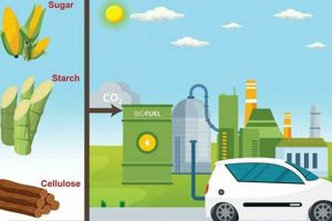 Biofuels: Truly Renewable Energy? A Deep Dive Renewable Energy Solutions for a Sustainable Future | Clean & Green Power Biofuels: Truly Renewable Energy? A Deep Dive | Renewable Energy Solutions for a Sustainable Future | Clean & Green Power