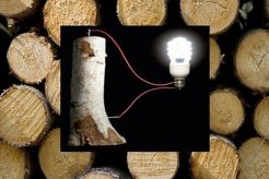 Is Wood Energy Truly Renewable & Sustainable? Renewable Energy Solutions for a Sustainable Future | Clean & Green Power Is Wood Energy Truly Renewable & Sustainable? | Renewable Energy Solutions for a Sustainable Future | Clean & Green Power
