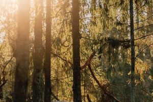 Is Sunlight Renewable Energy? The Facts Renewable Energy Solutions for a Sustainable Future | Clean & Green Power Is Sunlight Renewable Energy? The Facts | Renewable Energy Solutions for a Sustainable Future | Clean & Green Power