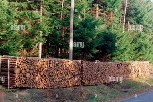 Firewood: Is it REALLY a Renewable Energy Source (Truth!) Renewable Energy Solutions for a Sustainable Future | Clean & Green Power Firewood: Is it REALLY a Renewable Energy Source (Truth!) | Renewable Energy Solutions for a Sustainable Future | Clean & Green Power