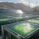 Harnessing Algae: The Future of Renewable Energy | Renewable Energy Solutions for a Sustainable Future | Clean & Green Power