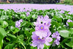 Are Plants Truly Renewable Resources? | Renewable Energy Solutions for a Sustainable Future | Clean & Green Power