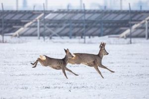 Discover Deer Haven Renewable Energy Solutions Renewable Energy Solutions for a Sustainable Future | Clean & Green Power Discover Deer Haven Renewable Energy Solutions | Renewable Energy Solutions for a Sustainable Future | Clean & Green Power