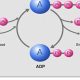 Understanding ATP: How It's a Key Renewable Energy Source | Renewable Energy Solutions for a Sustainable Future | Clean & Green Power