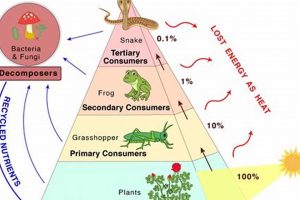 Clean Energy and Renewable Energy Solutions | Renewable Energy Solutions for a Sustainable Future | Clean & Green Power