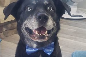 Reliable Black Lab Electric Solutions &amp; Services | Renewable Energy Solutions for a Sustainable Future | Clean & Green Power