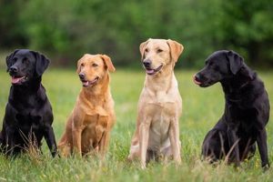 Top Advance American Labs for Renewable Energy | Renewable Energy Solutions for a Sustainable Future | Clean & Green Power