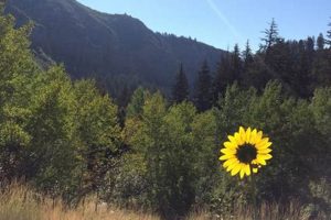 Find Your Perfect Sabbatical Home Rental | Renewable Energy Solutions for a Sustainable Future | Clean & Green Power