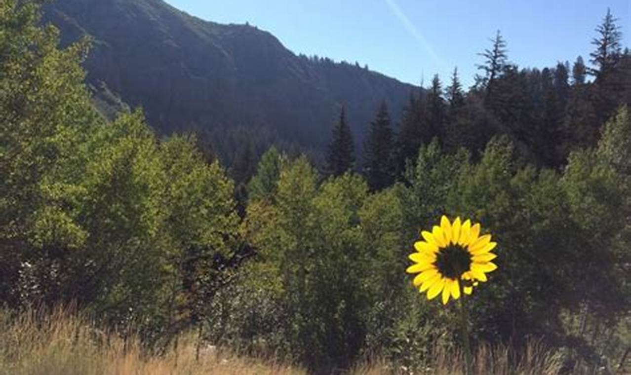 Find Your Perfect Sabbatical Home Rental | Renewable Energy Solutions for a Sustainable Future | Clean & Green Power